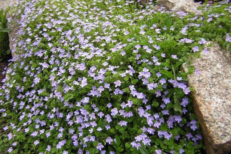 Нитевидная вероника