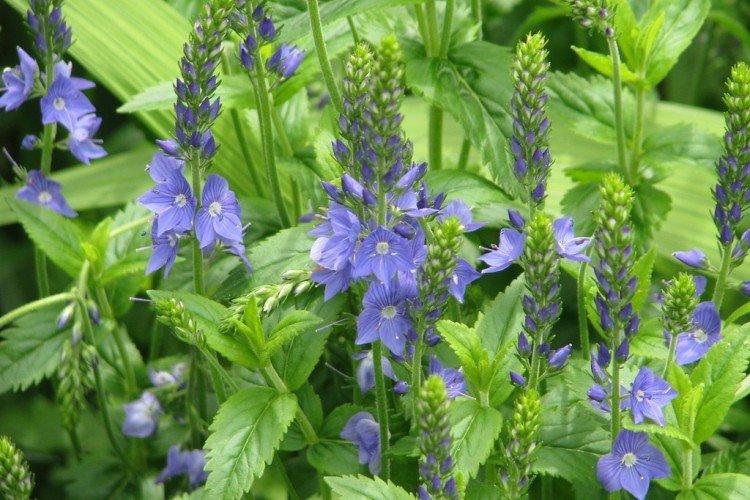 Большая вероника