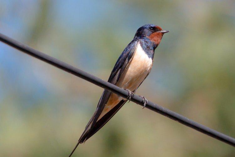 Внешний вид ласточки