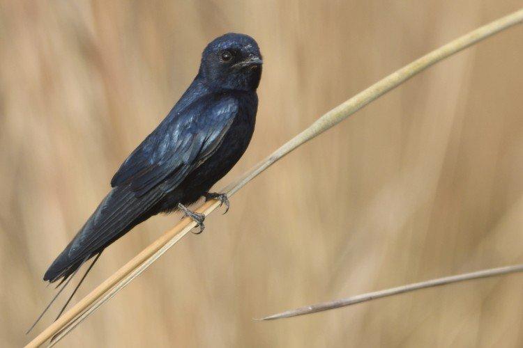 Синяя ласточка