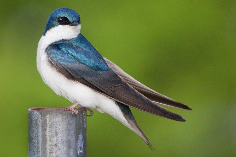 Рацион питания