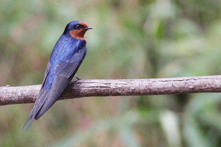 Содержание в неволе