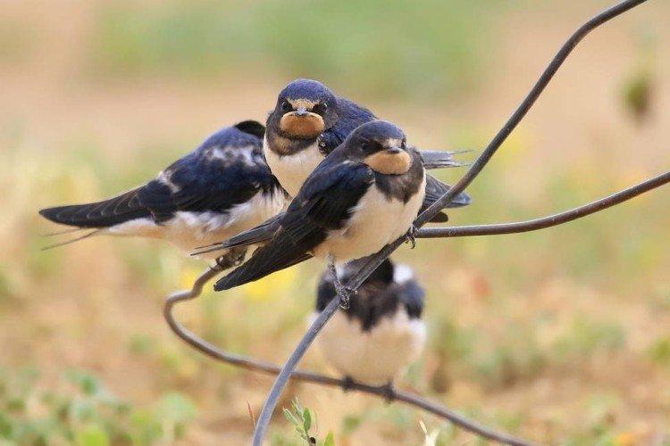 Размножение ласточек