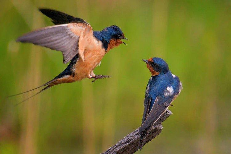 Естественные враги