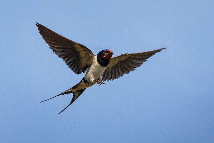 Самец и самка ласточки: отличия