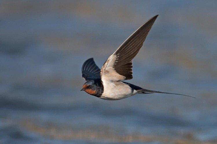 Ласточки – фото птицы