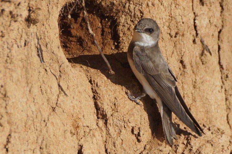 Ласточки – фото птицы