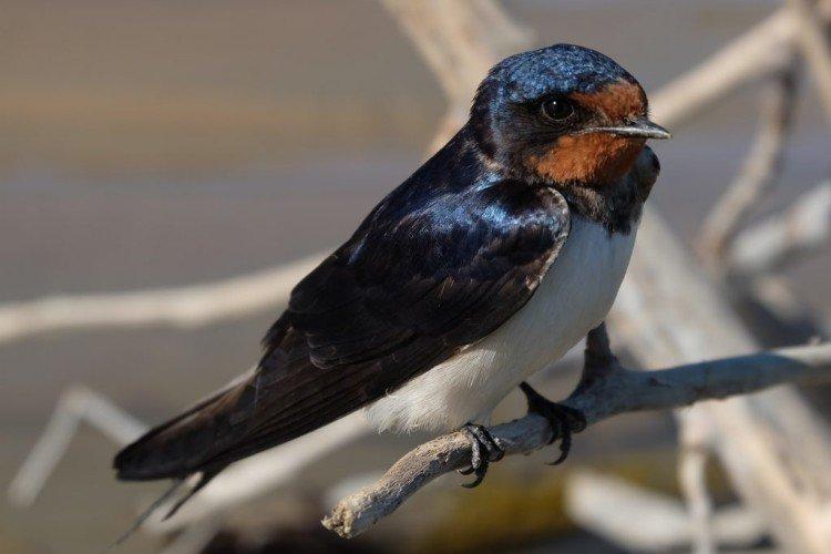 Ласточки – фото птицы