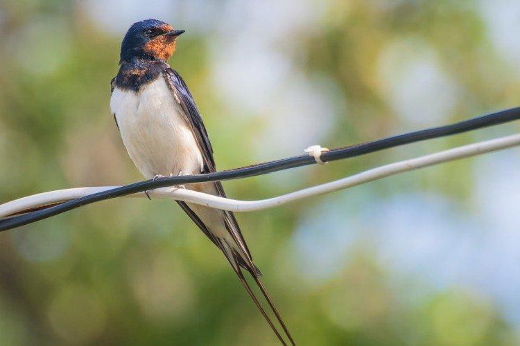 Ласточки – фото птицы