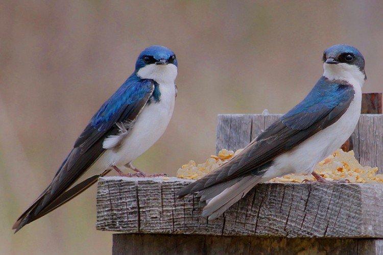 Ласточки – фото птицы