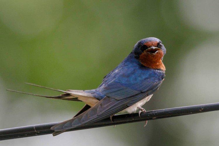 Ласточки – фото птицы