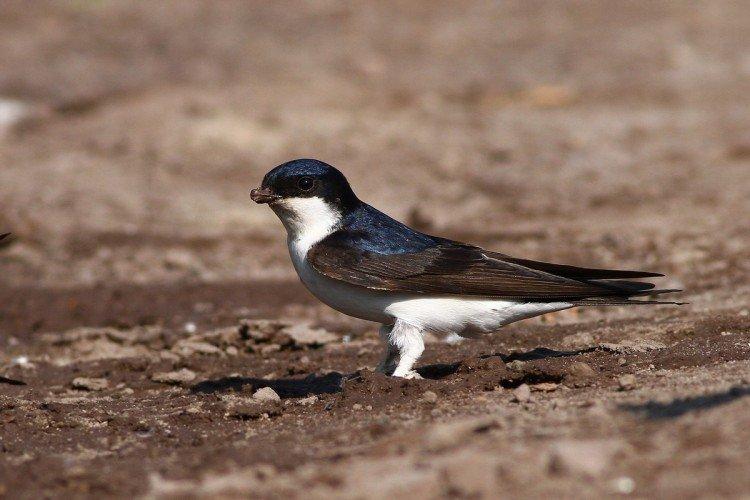 Ласточки – фото птицы