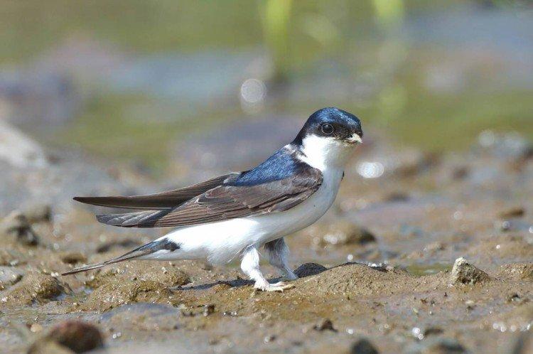 Ласточки – фото птицы