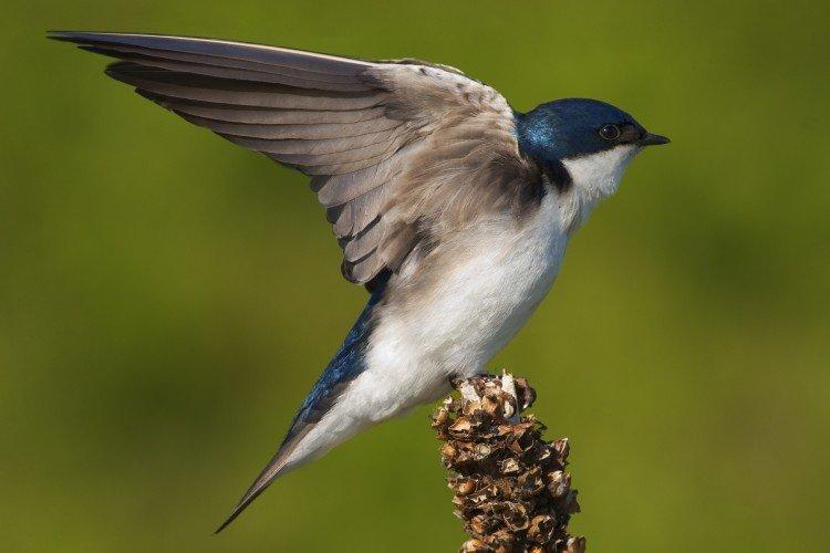 Ласточки – фото птицы