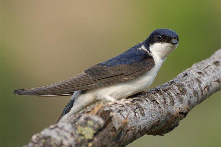 Ласточки – фото птицы