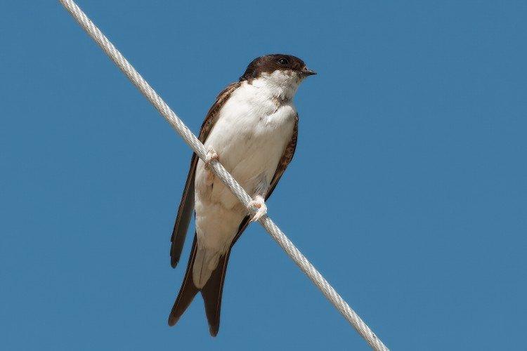 Ласточки – фото птицы