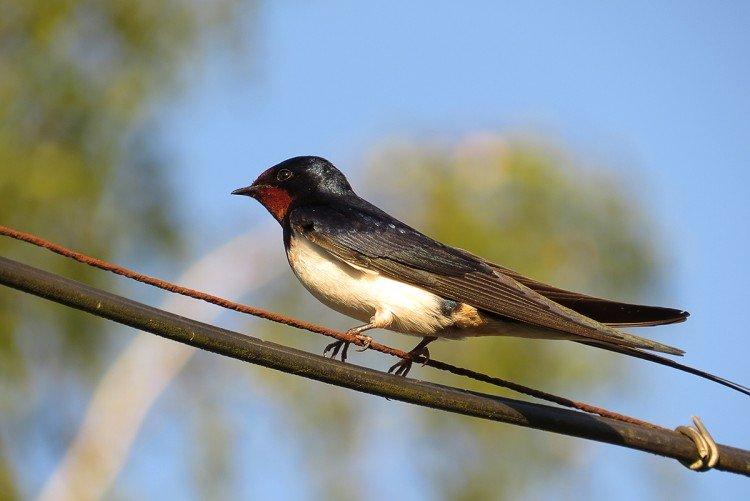 Предвестники дождя