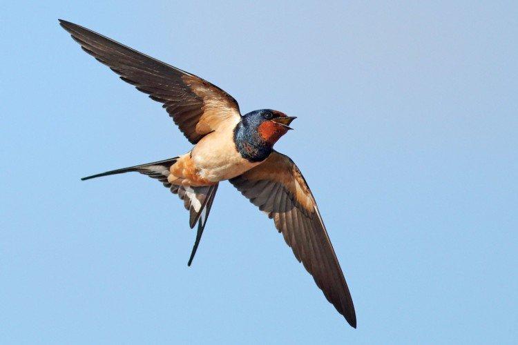 Ласточки – фото птицы
