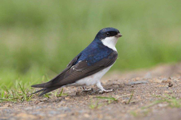 Городская ласточка