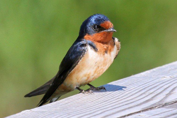 Деревенская ласточка
