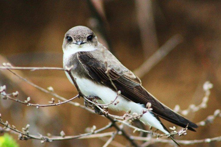 Земляная ласточка