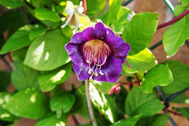 Общая информация