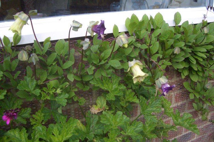 Посадка и размножение кобеи