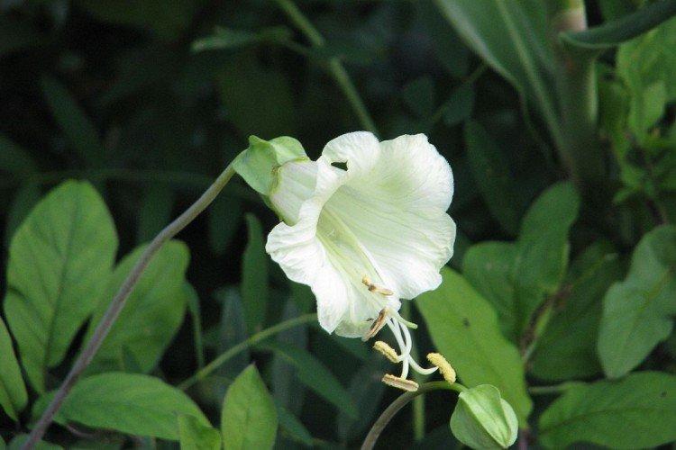 Кобея – фото