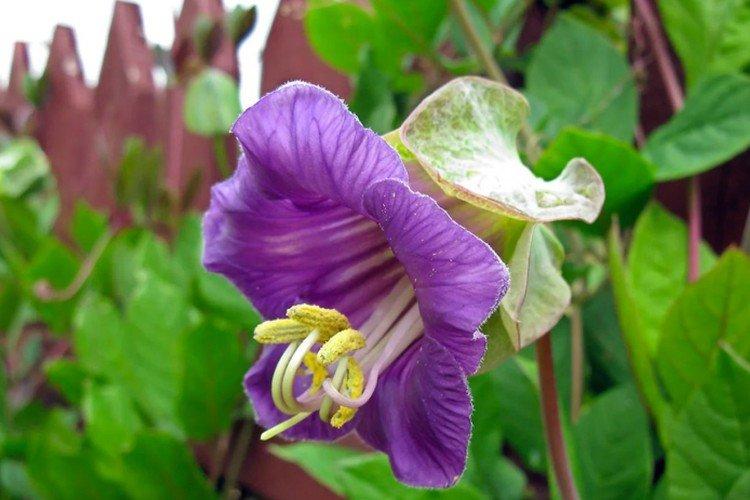 Кобея – фото