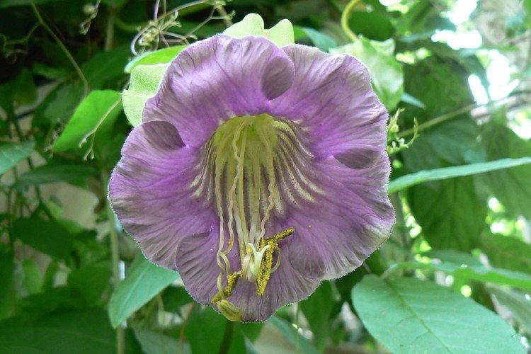 Кобея – фото