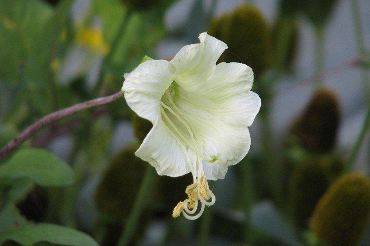 Кобея – фото