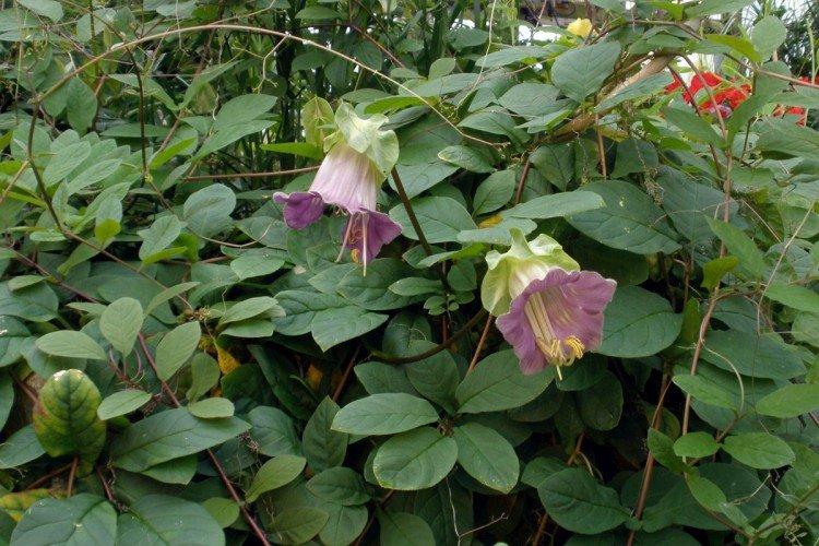 Кобея – фото