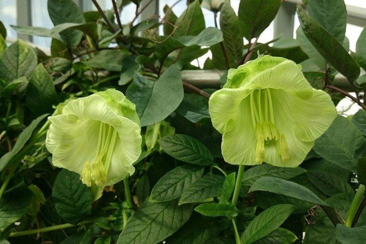 Кобея – фото