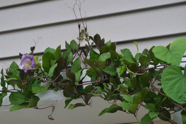 Кобея – фото