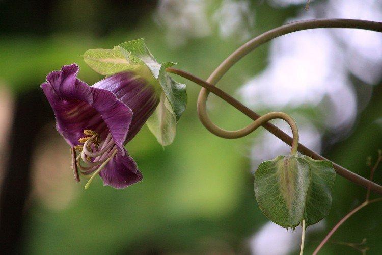 Температура