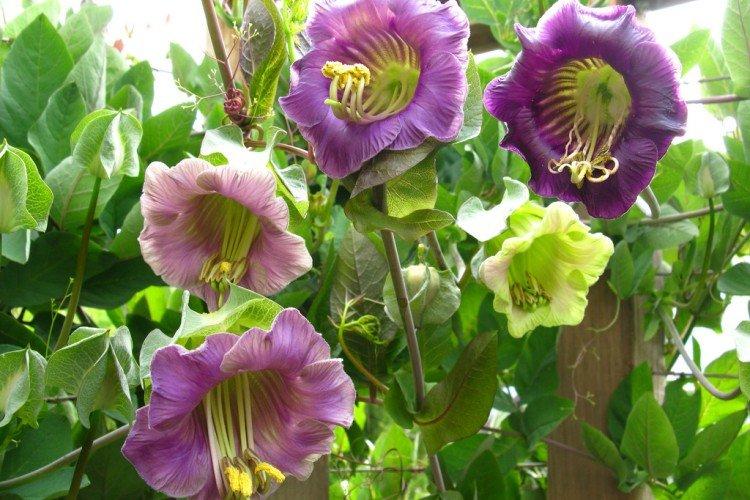 Кобея – фото