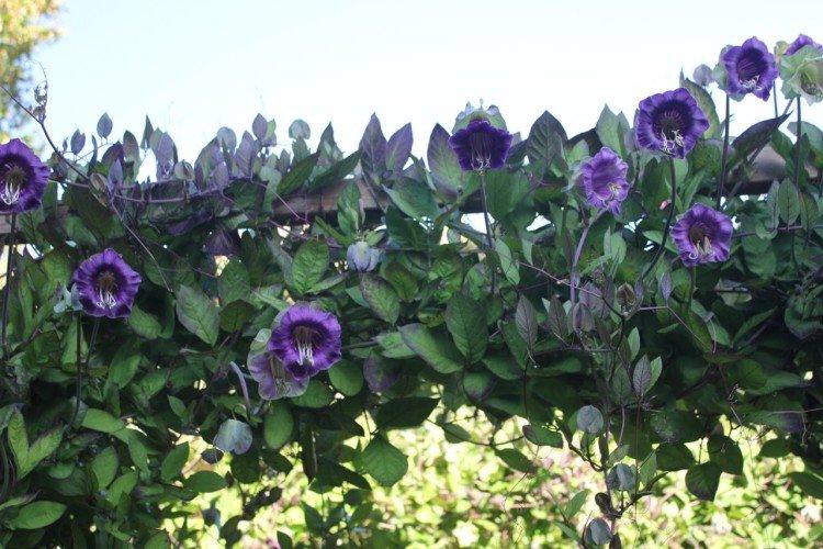 Удобрения и подкормка