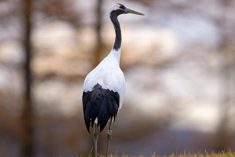 Места обитания журавлей