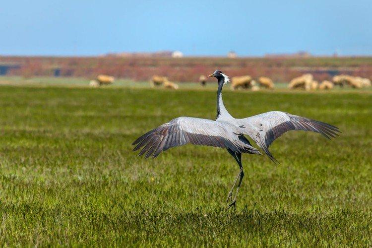 Чем питаются журавли?