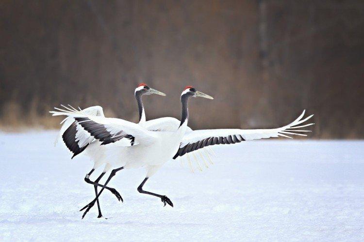 Журавли – фото птицы