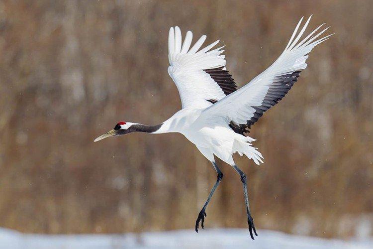 Журавли – фото птицы