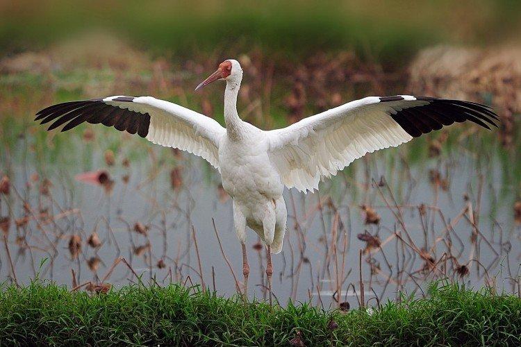 Журавли – фото птицы