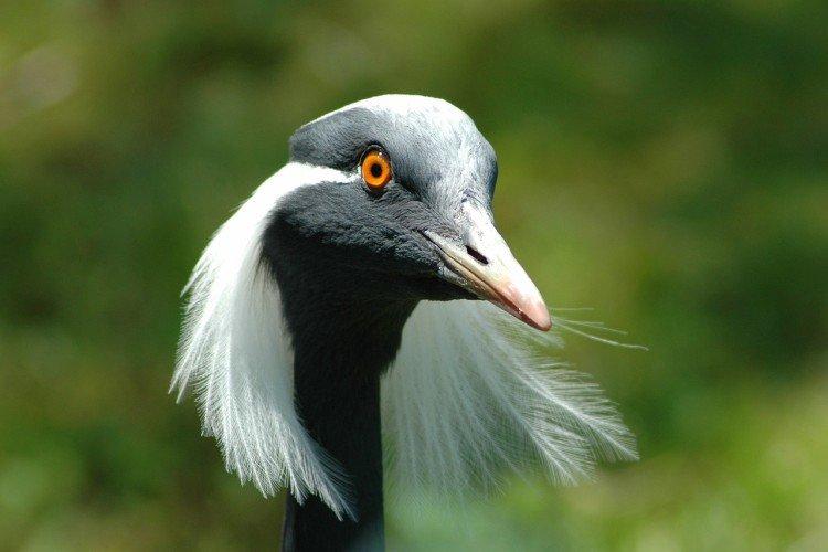 Журавли – фото птицы