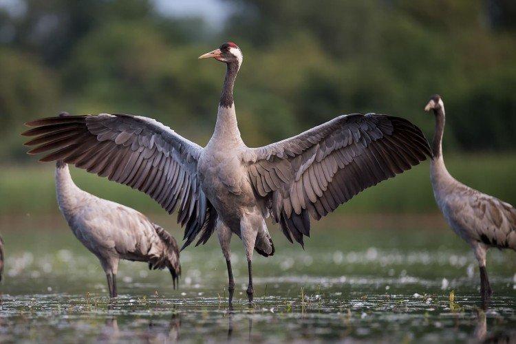 Журавли – фото птицы