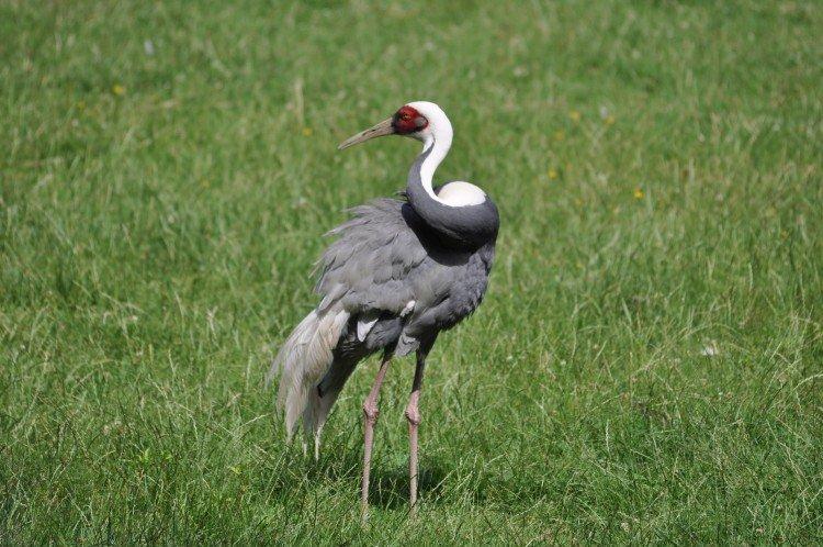 Журавли – фото птицы