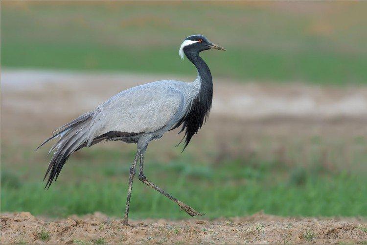 Журавли – фото птицы