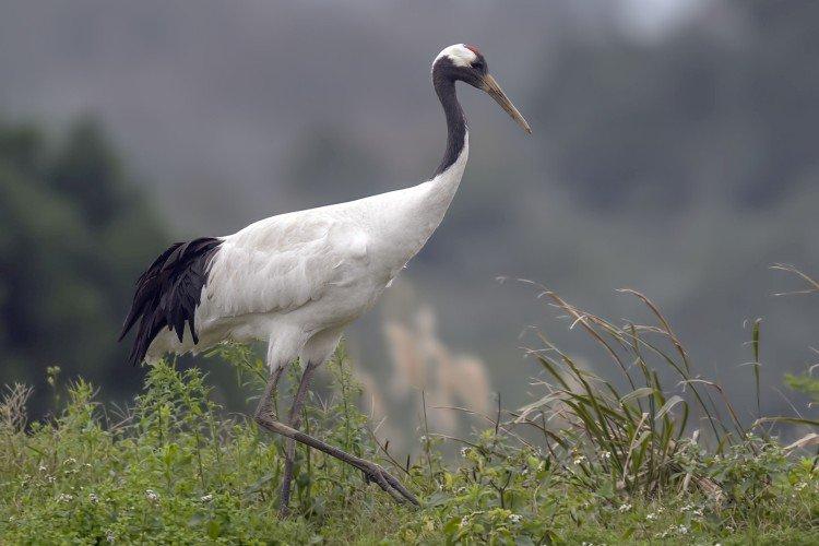 Журавли – фото птицы