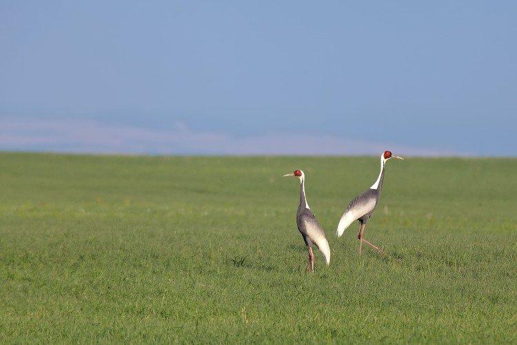 Журавли – фото птицы