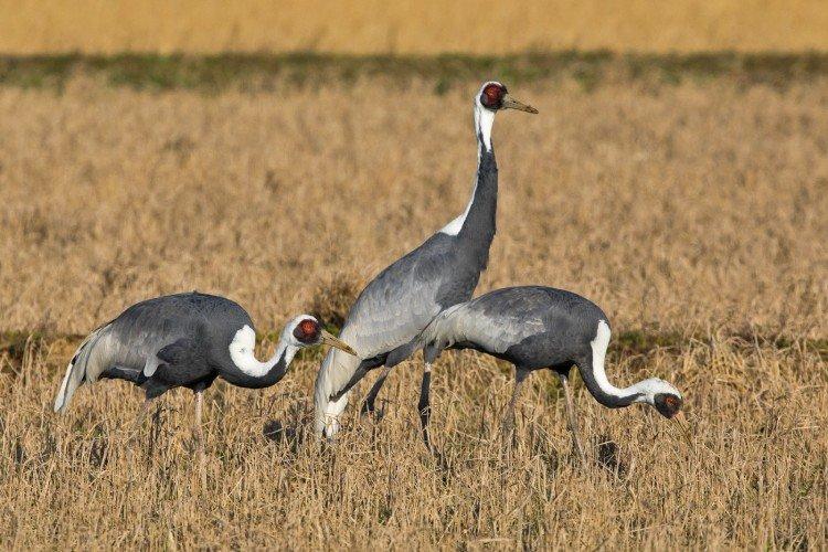 Журавли – фото птицы