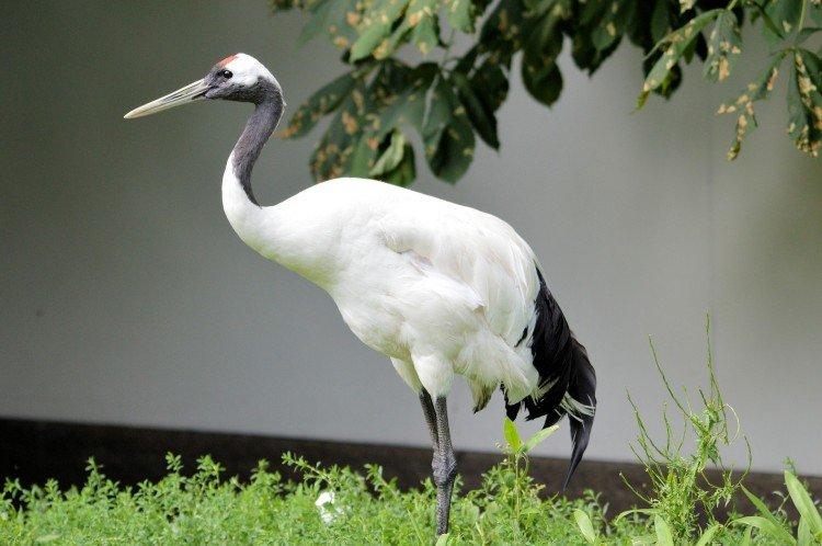 Журавли – фото птицы